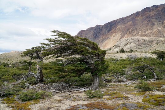 Lenga Tree (Nothofagus pumilio, Fagus pumilio) magical old growth tree deformed by the strong wind, Perito Moreno National Park, Patagonia, Argentina