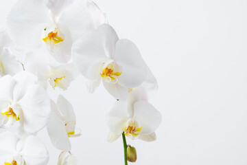Moth Orchid Flowers