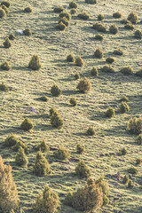 Mountain slope with grass vegetation and juniper trees in the Fan Mountains in Tajikistan in the evening at sunset, light and shadow in nature for background