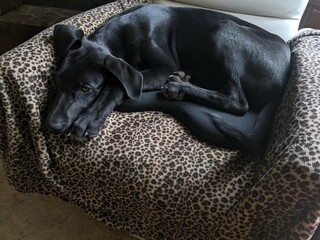 Half Black Lab and Half Great Dane Puppy resting on a chair