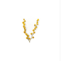 Flower letters. Letter V made from flowers mimosa yellow. Minimalism. Flower alphabet layout. Flat lay