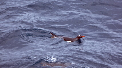 Obraz premium Gentoo penguin (Pygoscelis papua) swimming off Elephant Island, Antarctica