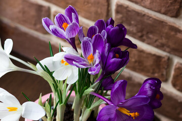 White and purple crocuses close-up. Bright spring background