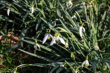 Snowheads bloom in spring. Beautiful blooming in the grass at sunset. A delicate snowflake is one of the symbols of spring. (Amaryllidaceae - Galanthus nivalis)