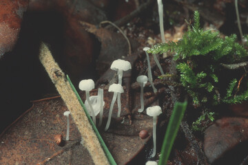Tiny white mushroom growing from dead leaves Sardinia