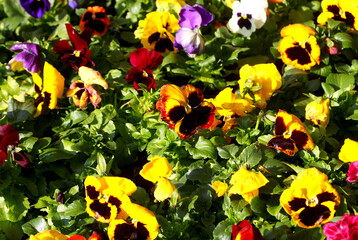 blooming primrose flowers in spring for sale at outdoor flower market