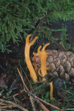 Yellow Stagshorn (Calocera viscosum), fruiting body. A vibrant patch of yellow Kalocera adhesive (Calocera viscosa) growing from a lush bed of moss