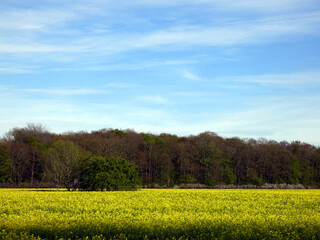 Rapeseed field and blue sky near Rostock (Baltic Sea, Mecklenburg-Western Pomerania, Germany)