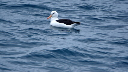 Black-browed albatross (Thalassarche melanophris) swimming on the surface, off Elephant Island,...