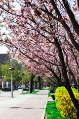 Naklejka premium Ukraine, Zaporizhzhia., City Alley, 2023. Spring city, benches among flowering trees