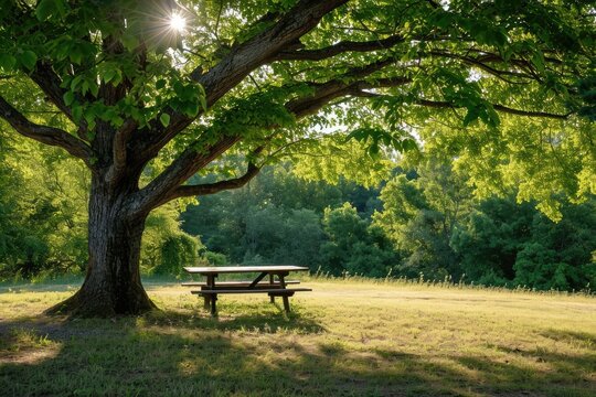 Picnic under a shady tree Natural green landscape