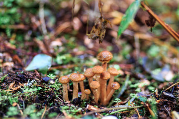 Many ripe mushrooms in the wild, food, products, mushrooms against a forest background.