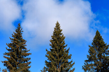 Three huge, green spruce trees with cones against a background of blue sky with clouds.