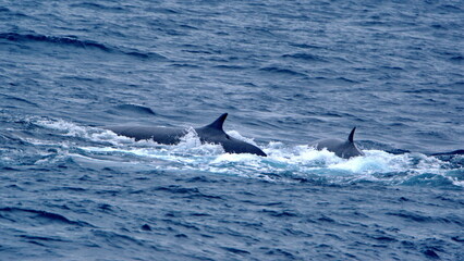 Fototapeta premium Fin whales (Balaenoptera physalus) off Elephant Island, Antarctica