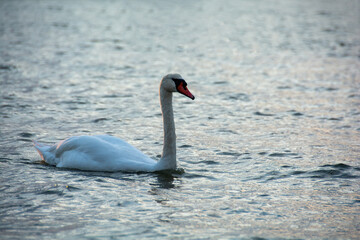 A swan swims in the open sea