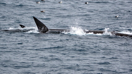 Fototapeta premium Fin whales (Balaenoptera physalus) off Elephant Island, Antarctica
