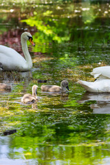 Small swans swim among the trees. Offspring of white swans