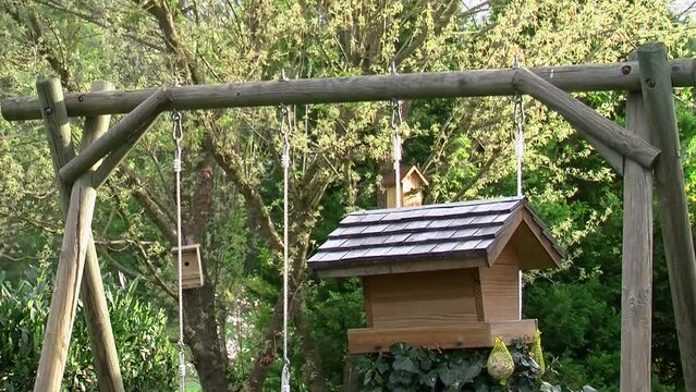 Ein Sperling bringt Baumaterial zum Nistkasten und eine Buntspecht klettert am Ast eines Hartriegelstrauchs (Totale)