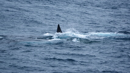 Fototapeta premium Fin of a fin whale (Balaenoptera physalus) off Elephant Island, Antarctica