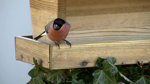 Das Gimpel M&auml;nnchen knabbert mit Genuss und ohne St&ouml;rung Sonnenblumenkerne am Vogelhaus (Originalton)
