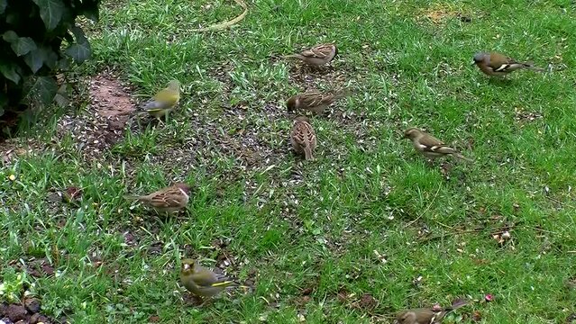 Bunt gemischt (Sperling, Grünfink Weibchen, Grünfink Männchen, Buchfink Weibchen, Buchfink Männchen) auf der Wiese beim Fressen