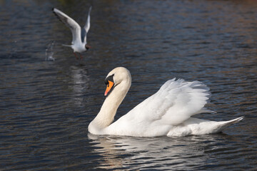 In spring mute swans (Cygnus olor)increasingly take beautiful demonstration poses - 759113393
