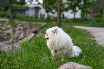 A white Japanese Spitz dog standing among in grass field