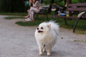 A small white dog on a path in the park. White Spitz