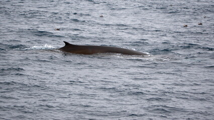 Dorsal fin of a fin whale (Balaenoptera physalus) off Elephant Island, Antarctica