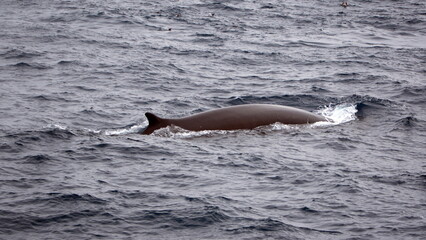 Dorsal fin of a fin whale (Balaenoptera physalus) off Elephant Island, Antarctica