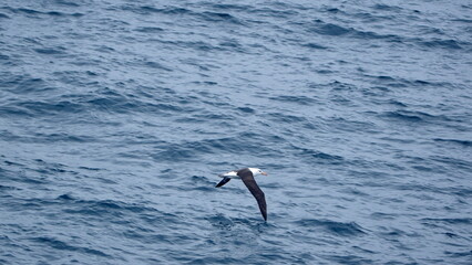 Black-browed albatross (Thalassarche melanophris) in flight above the Southern Ocean, off Elephant Island, Antarctica