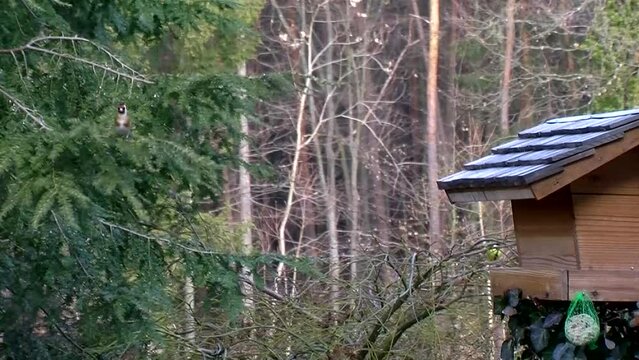 Stieglitze fliegen zwischen Hemlocktanne und Vogelhaus hin und her (Totale)