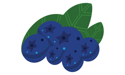 Blueberry Vector Design And Illustration. 