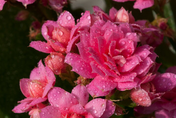 Kalanchoe 'Tarantula'