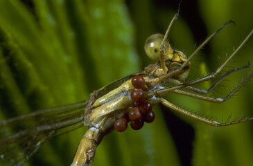 Red mites on damselfly Baratz lake, Sardinia, Italy