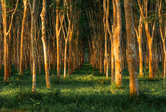 Rubber trees in a row in the jungles  