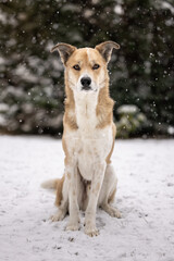 dog sitting in snow