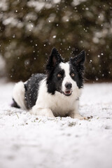 Happy border collie in snow