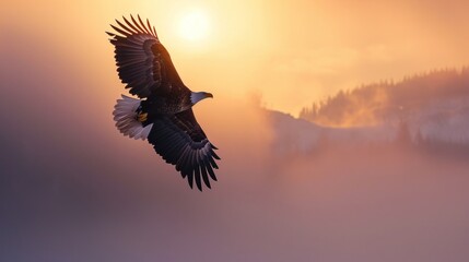 Eagle flying in sky in Grand Canyon in winter with snow.