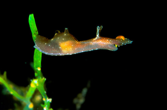 Opistobranch: Aplysia parvula Freckled Sea Hare, Aplysia parvula. Alghero, Capo Caccia, Sardinia, Italy