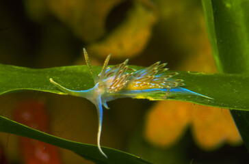Nudibranch, Drummonds Sea Slug, Facelina bostoniensis. Alghero, Capo Caccia, Sardinia, Italy