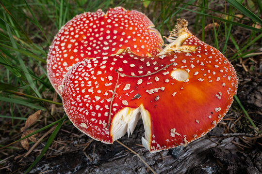 Huge Amanita muscaria toxic mushroom