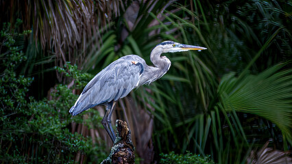 great blue heron