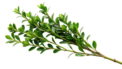 Fototapeta premium Green boxwood branch. isolated on transparent background.