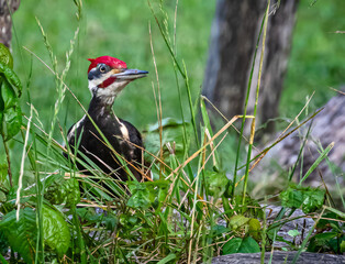 Pileated Woodpecker