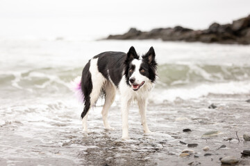 border collie dog on beach