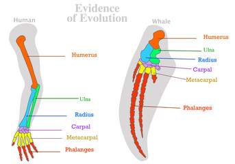 Evolution, evidence. Human, whale, dolphin water animal bones. Colored tailbone, humerus ulna radius. Homologous features sample. Modification of skeleton. Body plan form complex. Illustration vector	 - obrazy, fototapety, plakaty