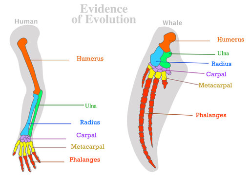 Evolution, evidence. Human, whale, dolphin water animal bones. Colored tailbone, humerus ulna radius. Homologous features sample. Modification of skeleton. Body plan form complex. Illustration vector	