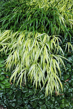 Ornamental grasses in a garden