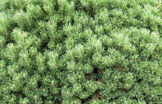 Dwarf mountain pine close up